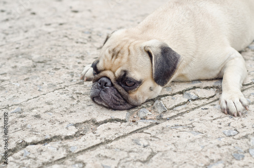 Cute pug lying,dog very sadd © kowit1982