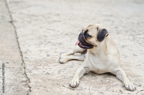 Fototapeta Naklejka Na Ścianę i Meble -  Sad dog waiting.Very sad dog. Sad border Terrier. Clever dog. The dog is sick and misses his owner. Terrier needs trimming.