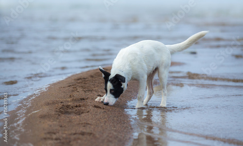 Spotty mongrel smells sand on the seashore.