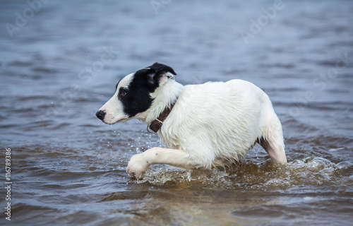Puppy of watchdog is afraid of water.