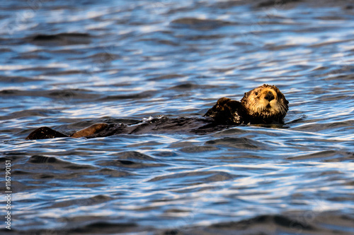 Foto sea Otter watching closely
