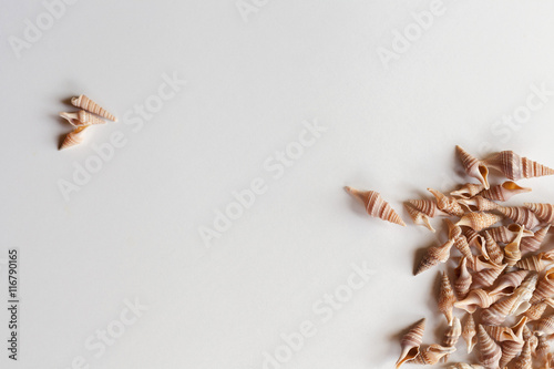 Still life of little seashells on a white background. Flat lay top view image for tourism, travelm holiday and journey. photo