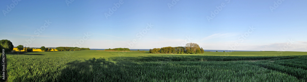 Obraz premium Rapsfeld Altkamp - Insel Rügen