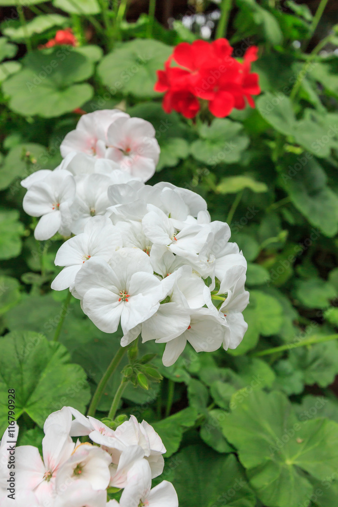 Beautiful white flower close up in the garden Beautiful white flower close up in the garden