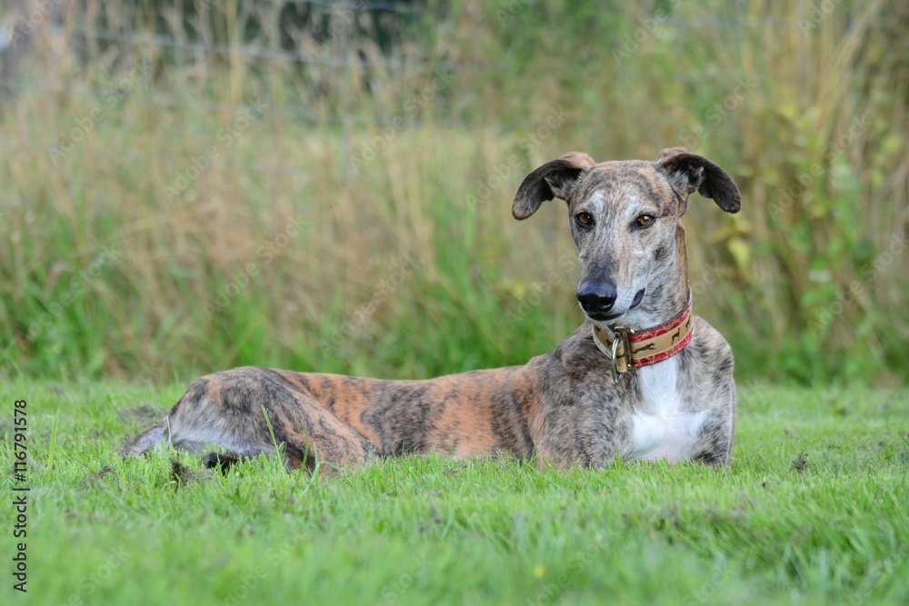 Galgo liegt im Gras und guckt schelmisch Galgo liegt im Gras und guckt schelmisch