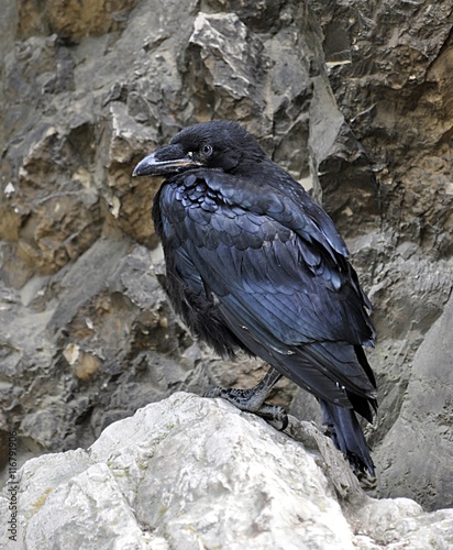 bird - raven