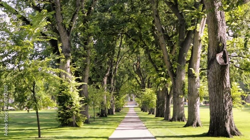 Tree alley with old trees on university campus photo