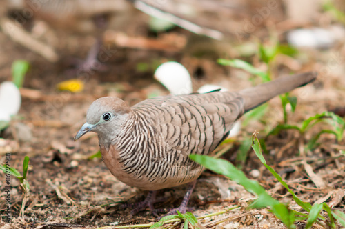 Birds on the ground. photo