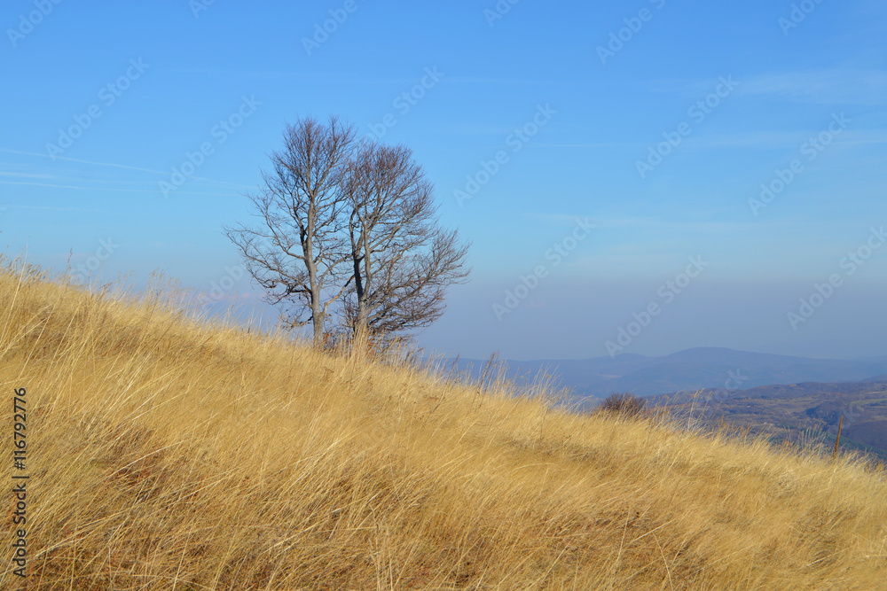 Late autumn afternoon at mountain, golden hay, bare tree and blue sky