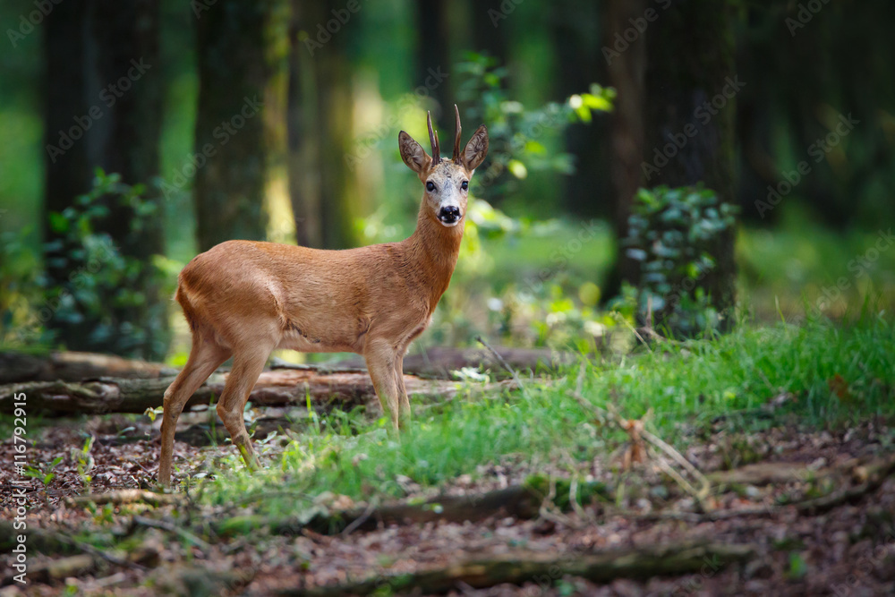 Fototapeta premium roe deer buck
