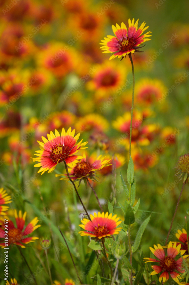 Fire wheel flowers, also known as Indian blankets, the state flower of Oklahoma Fire wheel flowers, also known as Indian blankets, the state flower of Oklahoma