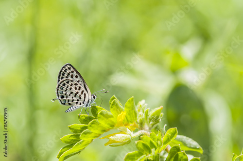 Butterfly close up of Spotted Pierrot (Tarucus callinara Butler, 1886),Thailand photo