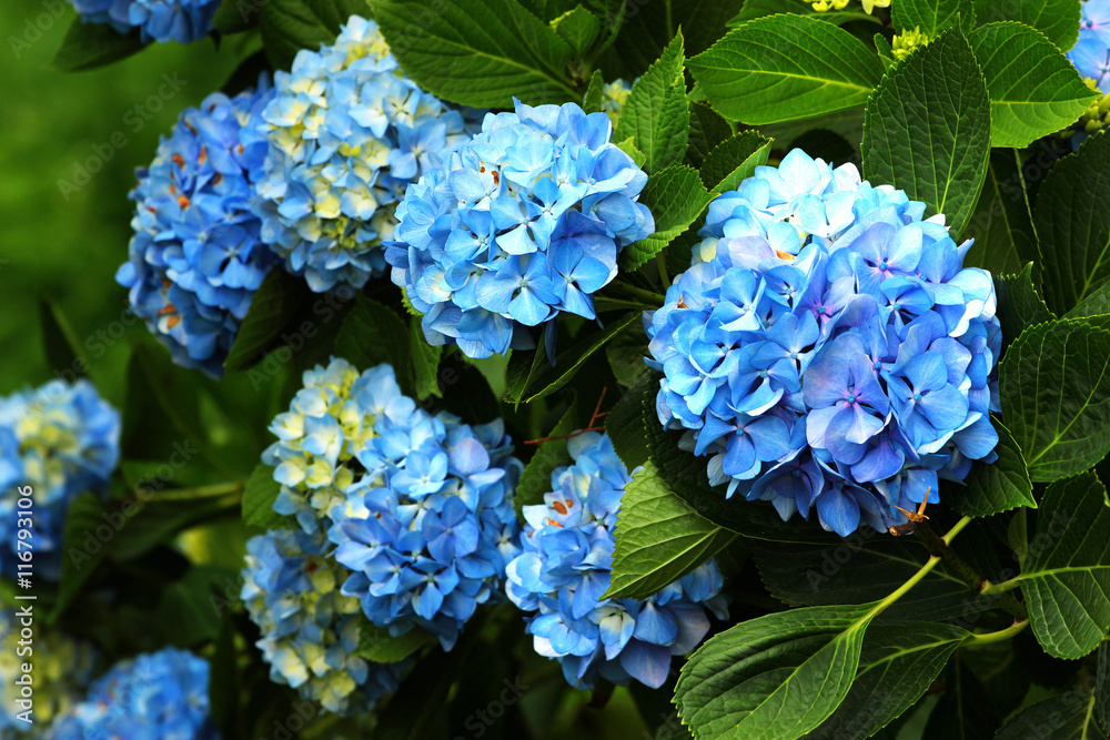 Blue bigleaf hydrangea (Hydrangea macrophylla) flowers
