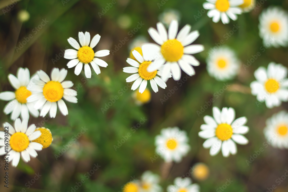 Chamomile Chamomile