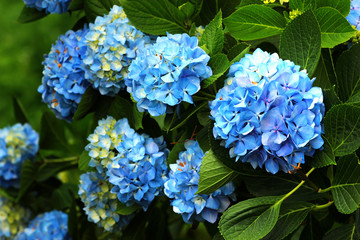 Leinwandbilder Hortensie Blaue Bauernhortensie Macrophylla Blüten  © aquatarkus