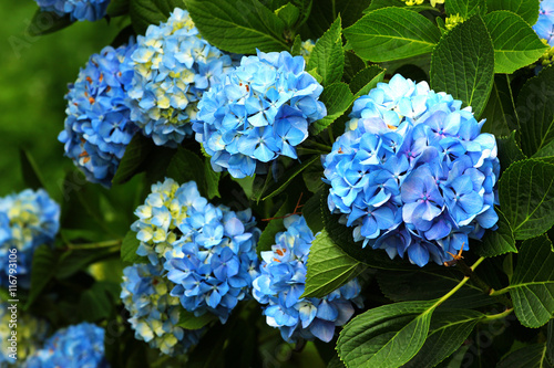Blue bigleaf hydrangea (Hydrangea macrophylla) flowers