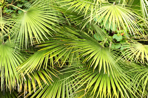 Dwarf Fan Palm  Chamaerops humilis  leaves as background