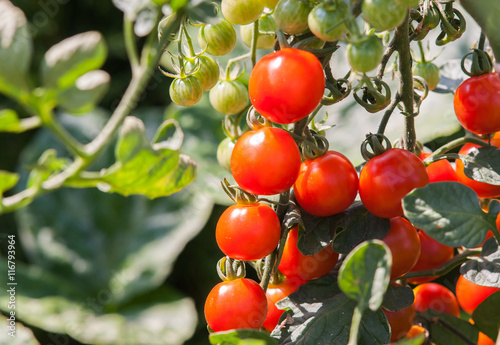 Fresh natural red tomatoes plants