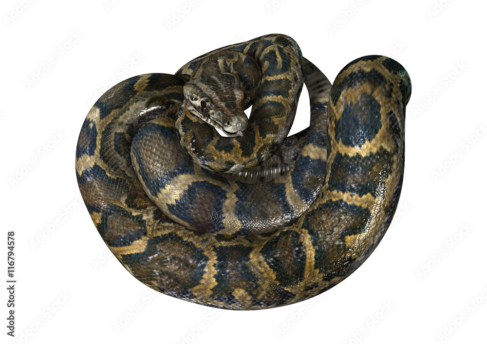 Obraz premium 3D Rendering Burmese Python on White