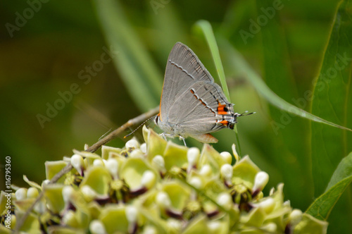 Grey hairstreak butterfly on an antelope horn milkweed plant photo