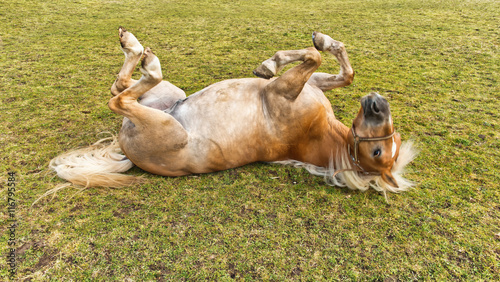 Young chestnut horse rolling on the grass photo