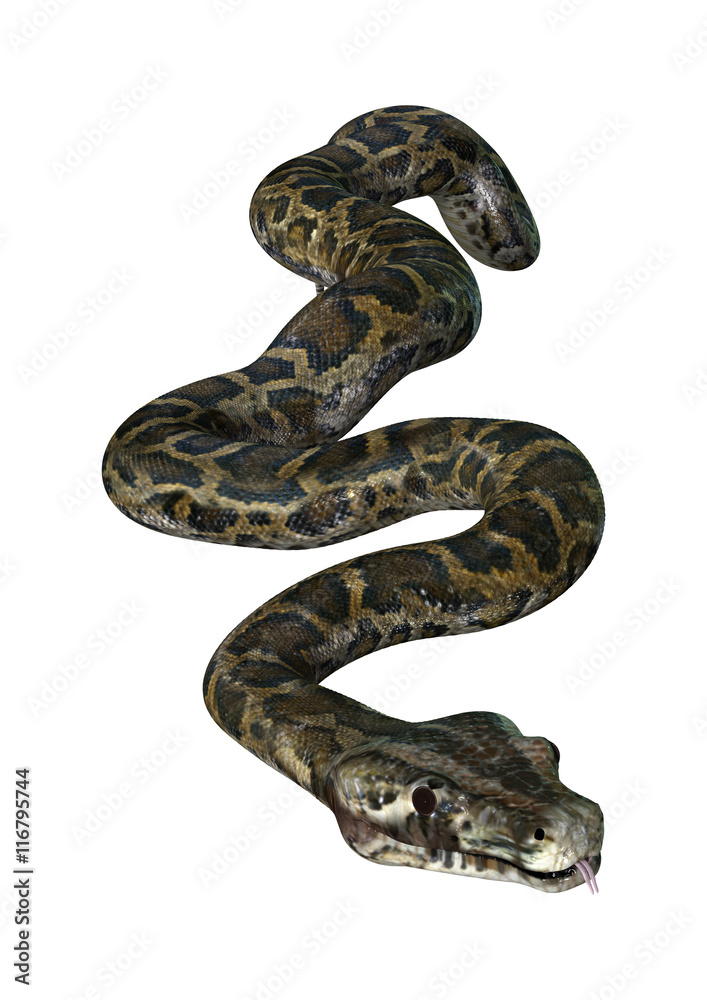 Fototapeta premium 3D Rendering Burmese Python on White