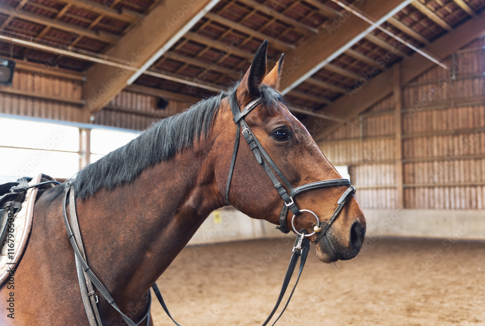 Fototapeta premium Horse head shot in a bridle