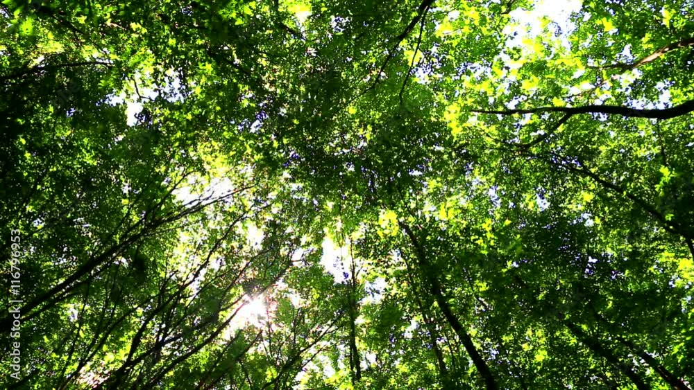 Wind moves branches in fresh green forest Wind moves branches in fresh green forest