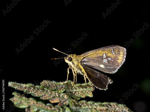 skipper butterfly,Polytremis lubricans taiwana photo