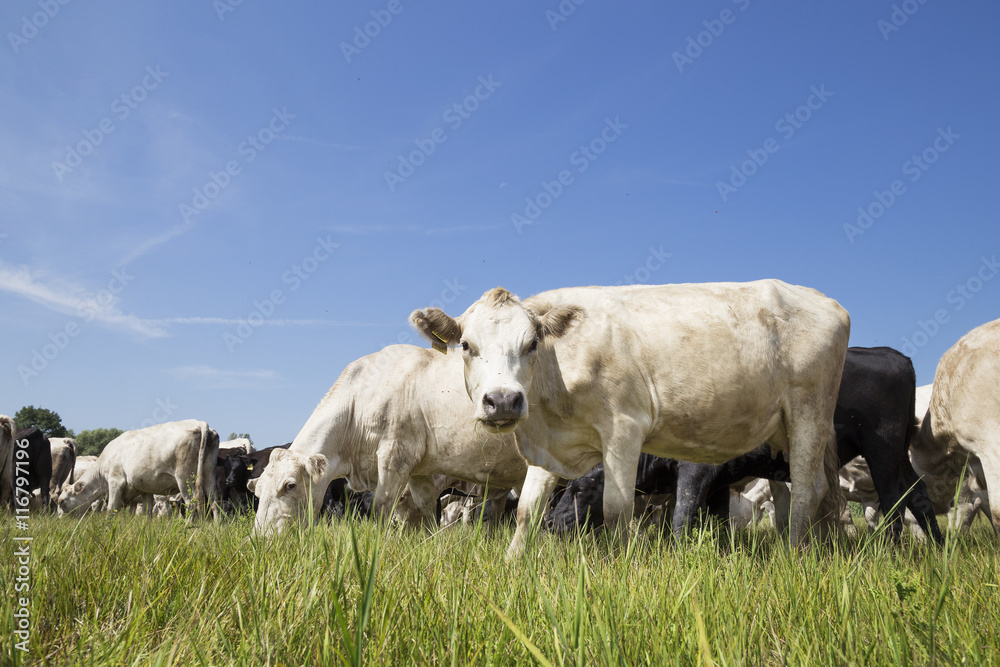 Cattle grazing in the field.