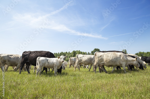 Cattle grazing in the field.
