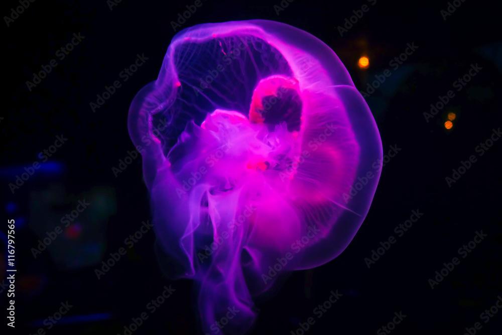 Purple Jellyfish Floating in Aquarium Purple Jellyfish Floating in Aquarium