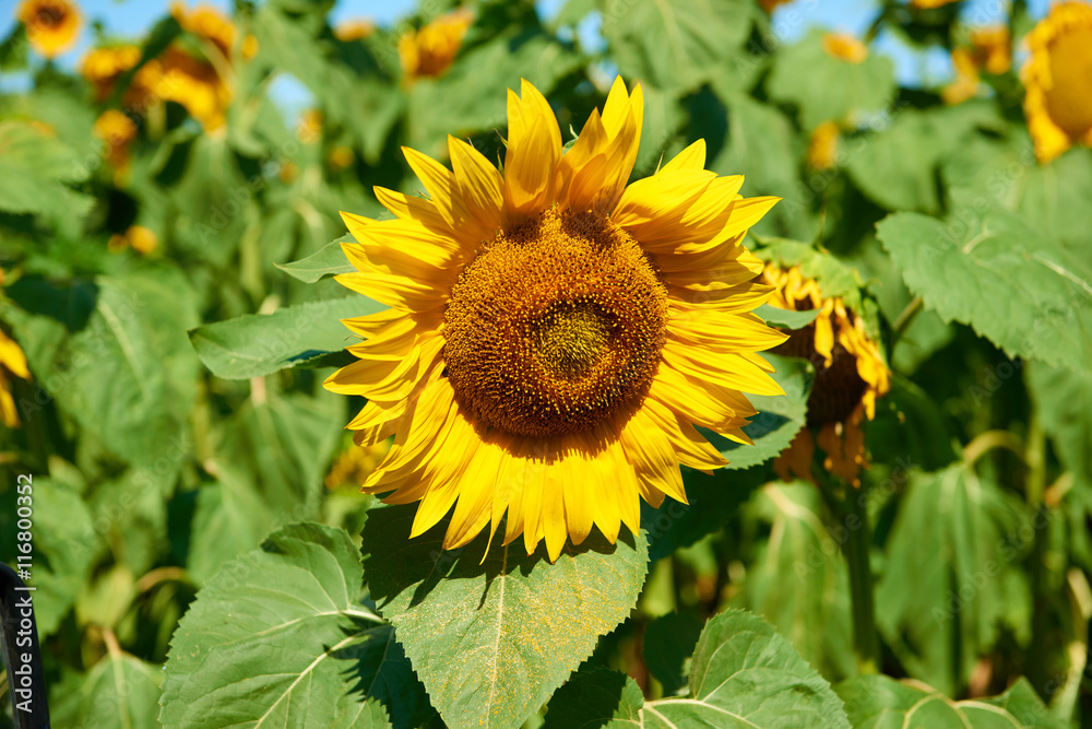 Fototapeta premium sunflower field closeup, beautiful summer landscape
