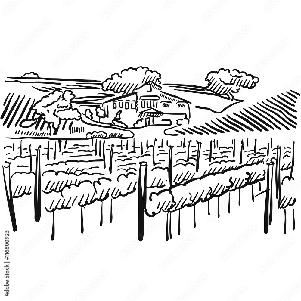 Fototapeta premium Californian Vineyard with Hills and House
