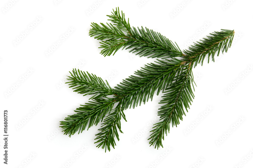 Naklejka premium Tannenzweig