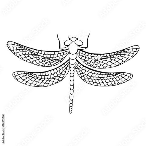 Dragonfly insect graphic art black white isolated illustration vector