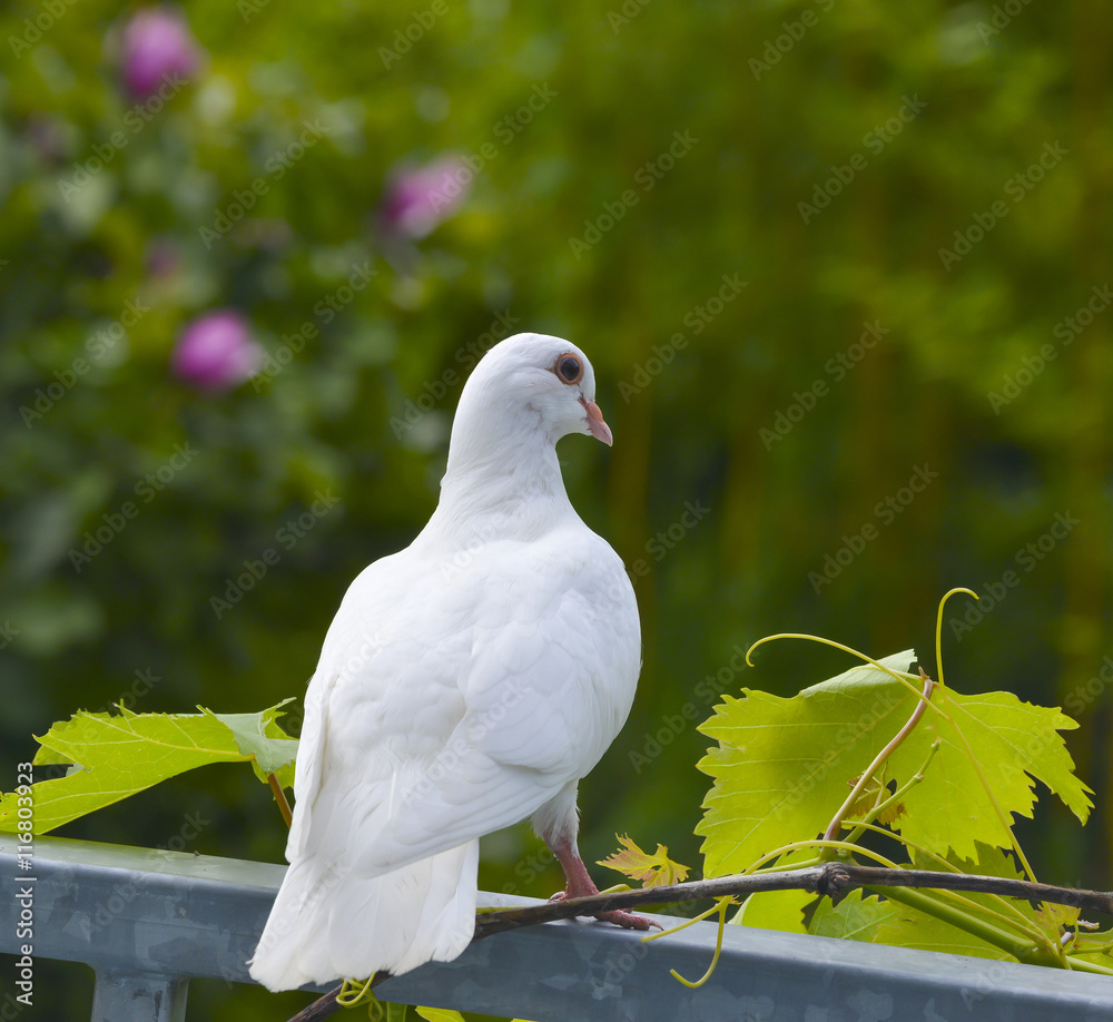 Fototapeta premium white pigeon in the garden