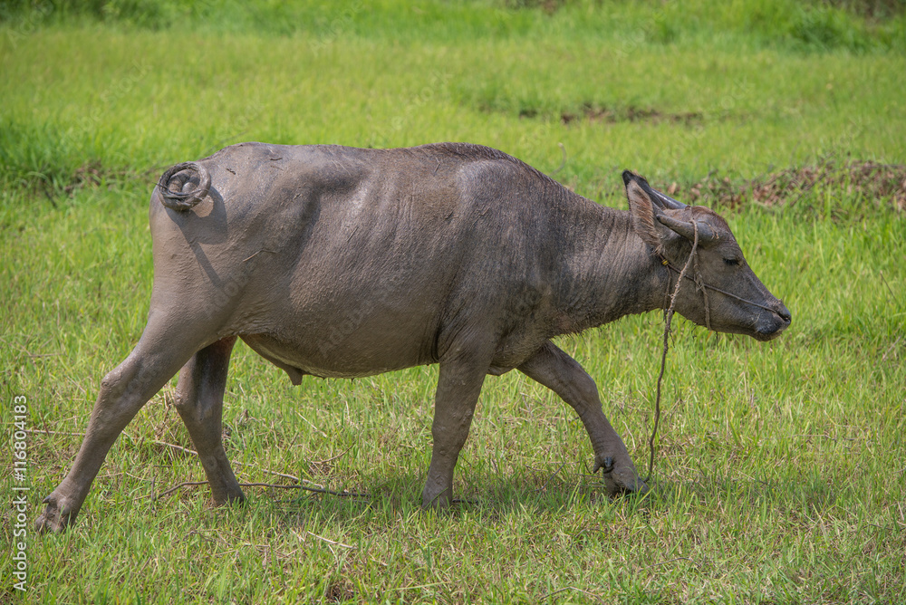 Buffalo walk over the field go back home. Original agriculture use buffalo plow the field. Buffalo walk over the field go back home. Original agriculture use buffalo plow the field.