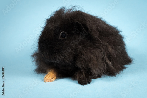 guinea pig texel