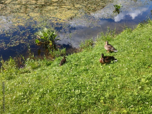 Three ducks photo