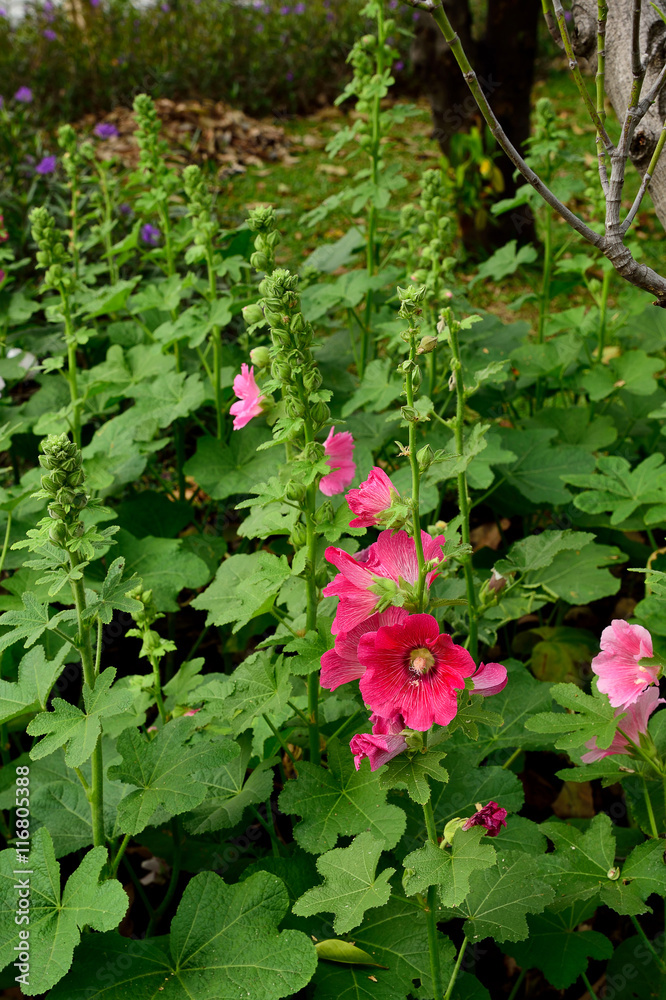 Hollyhocks