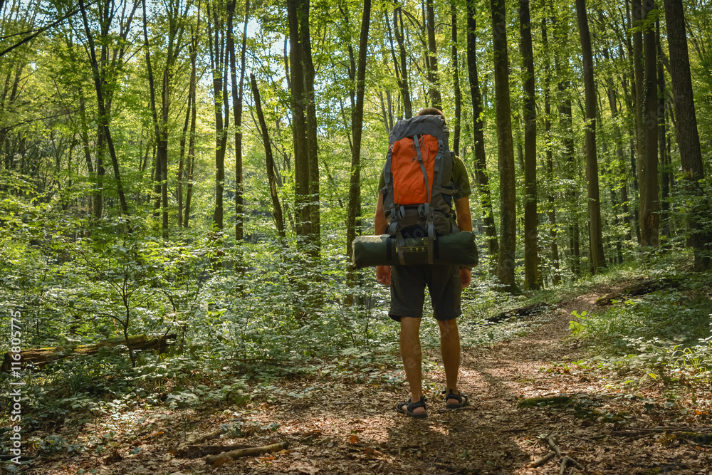 back view of male hiker on forest road back view of male hiker on forest road