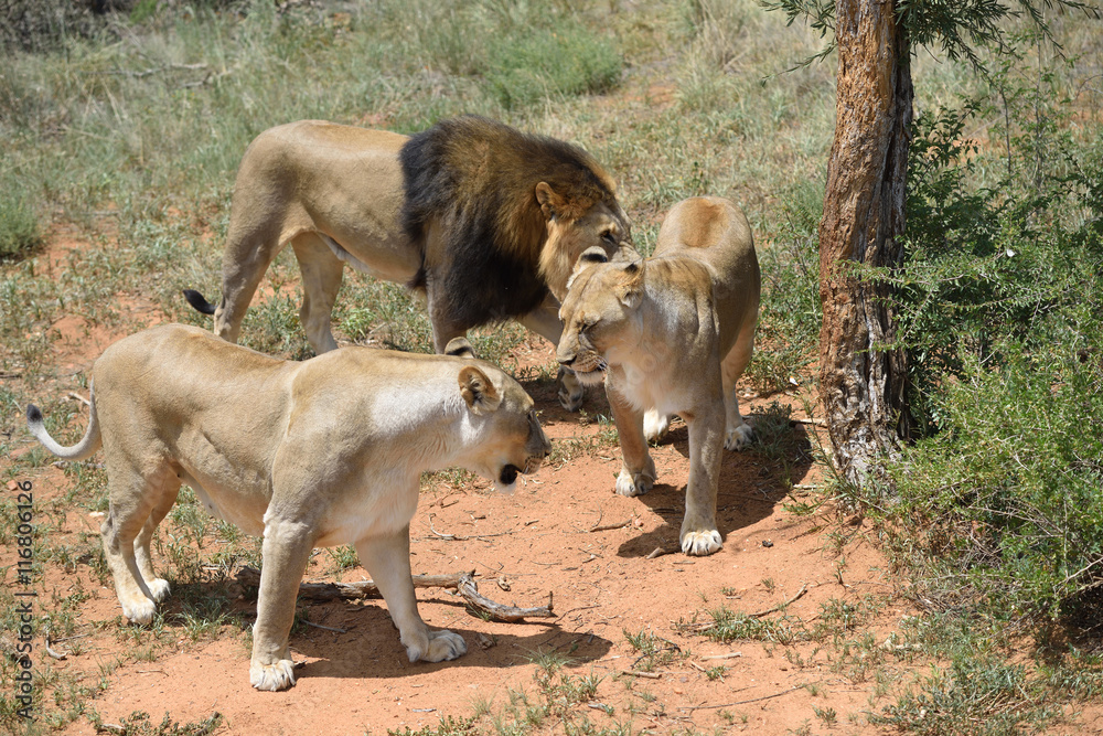 Lions in bushveld, Namibia