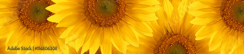  sunflower  summertime