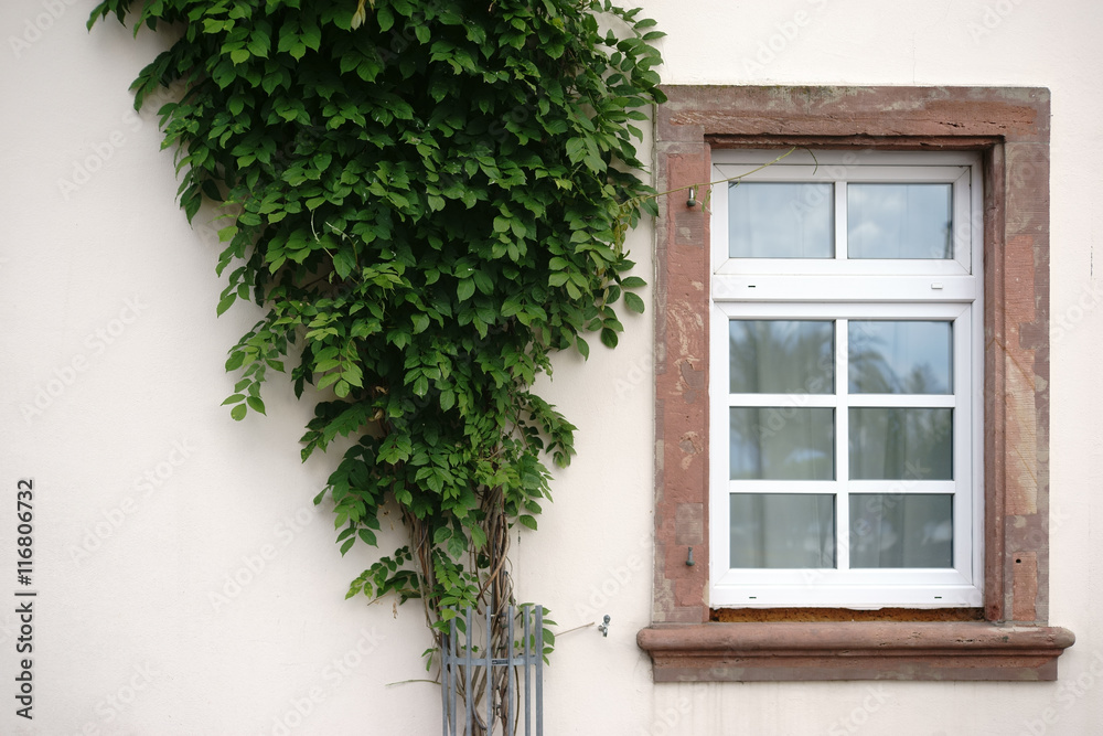Nostalgisches Fenster / Das nostalgische Holzfenster eines denkmalgeschützten Hauses mit einem zusammengebundenen Busch.