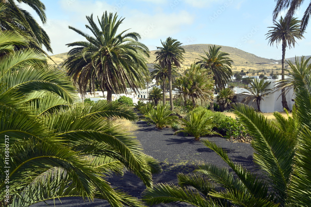 El valle de las mil palmeras . Haría . Lanzarote. Canarias . España  Stock-Foto | Adobe Stock