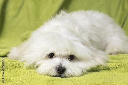 Adorable maltese dog lying in bed on a green blanket

