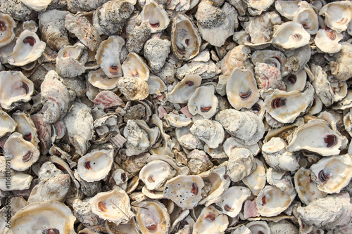 Abstract background oyster shells