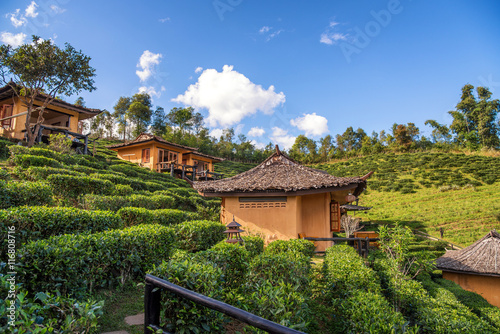 beautiful green tea field at doi mea salong   Chiang rai   Thail