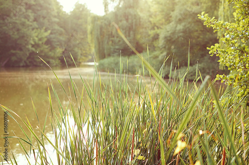 fresh summer green grass  pond and forest  selective focus